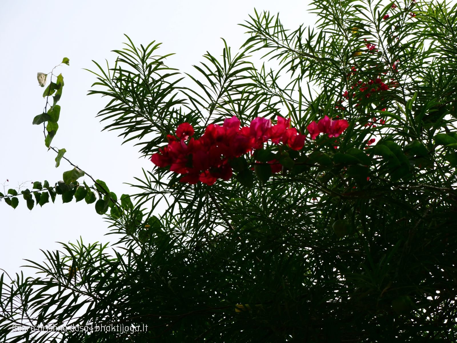  Varshana parikrama and preaching. 2019.12.10